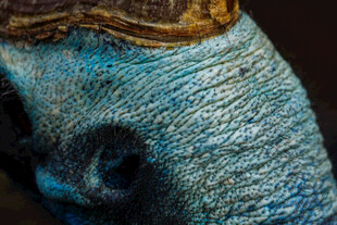 蓝色纹理雕塑局部特写