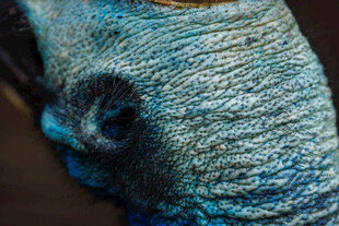 蓝色纹理的神秘物体