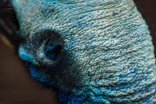 蓝色大象眼部特写