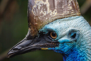 蓝羽怪喙鸟特写