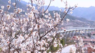 山间绽放的烂漫樱花