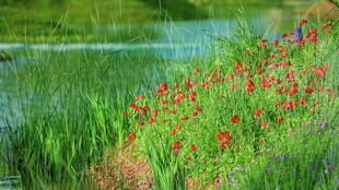 溪边盛放的艳丽红色花朵