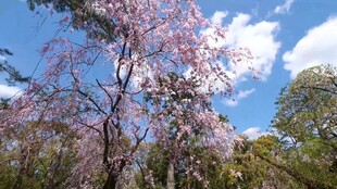 蓝天粉花树美景