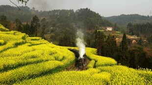 山间油菜田中的袅袅炊烟