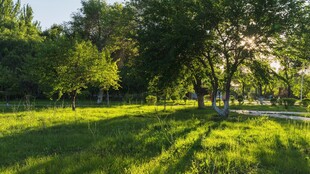 阳光洒落的绿意公园