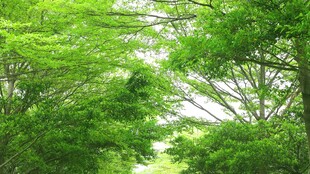 绿意盎然的林间景象