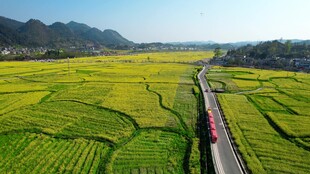 金黄稻田中的公路穿行景