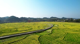 田园风光中的蜿蜒道路