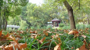秋日公园落叶美景