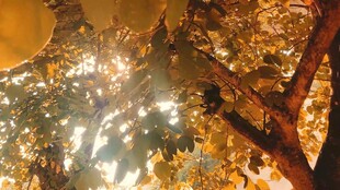 秋日阳光下的斑斓树叶