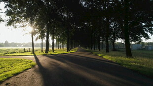 林间晨光下的静谧小路