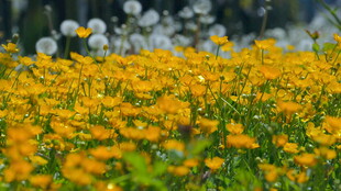 金黄花海绽放自然之美