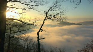 山间晨雾中的枯树美景