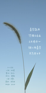 狗尾巴草 手机壁纸