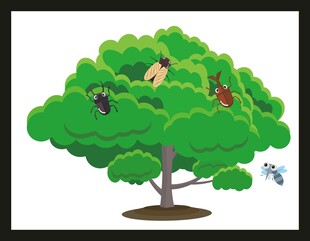 树上的多彩小鸟