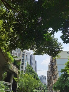 城市绿荫下的现代建筑景观