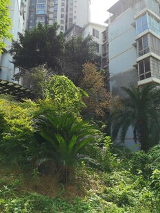 城市中繁茂的绿植景观