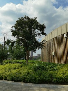 户外绿植与木质墙面建筑