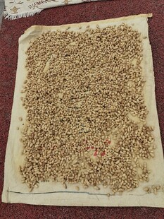 铺满谷物的晾晒场景