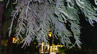 夜间松枝下的暖光景致