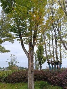 秋日树林中的静谧景致