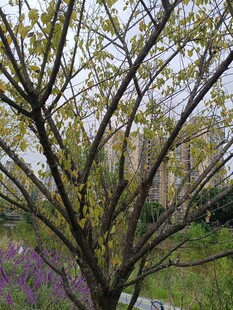 春日繁花满枝的树木景色