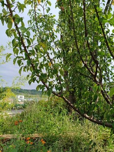 林间绿野中的自然景致