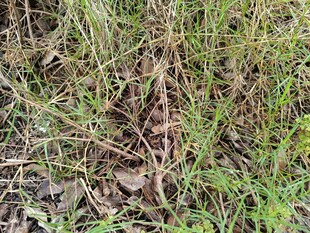 野外丛生杂草景象