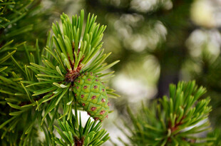 翠绿松针特写
