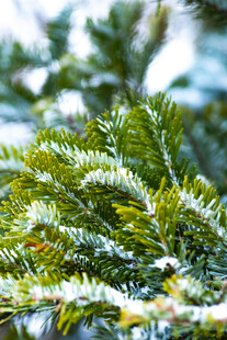 覆雪的翠绿松枝