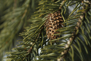 松枝上的精致松果