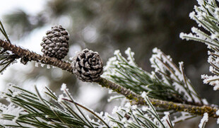 枝头覆霜的松果