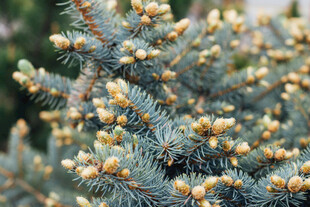 蓝杉枝头的黄色小松果