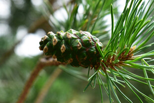 松枝上的绿色松果
