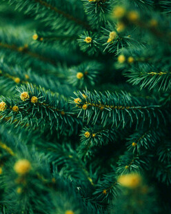 翠绿松枝上的黄色松果