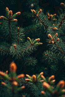 嫩绿松枝上的橙黄芽孢