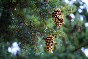 松树枝头的松果特写