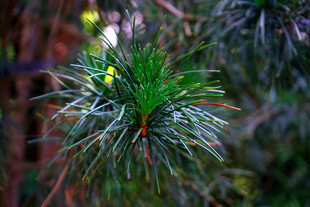 松枝上的嫩绿针叶与花苞