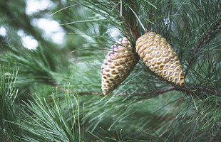 松枝上的两颗松果