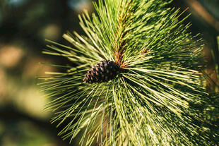 松枝上的松果特写