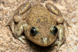 棕色青蛙特写