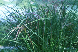 芒草 