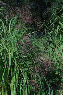 芒草 
