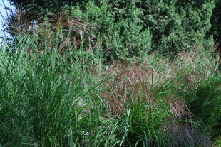 芒草 