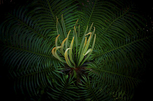 神秘蕨类植物特写