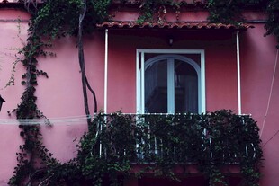 粉色墙面前的绿植窗户