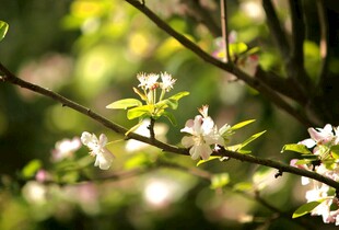 枝头绽放的海棠花