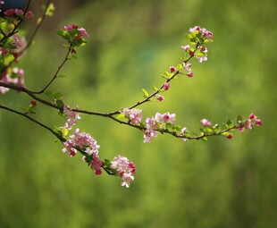 枝头绽放的粉嫩春花