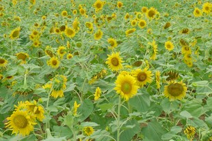 向日葵花海美景