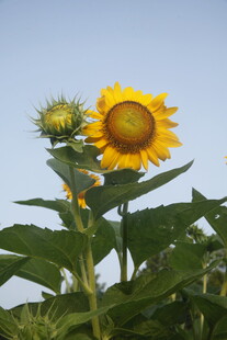 阳光下的向日葵